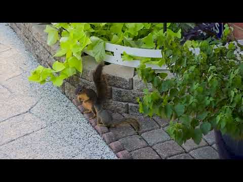 Видео: Бельчата в первый день после выхода из гнезда