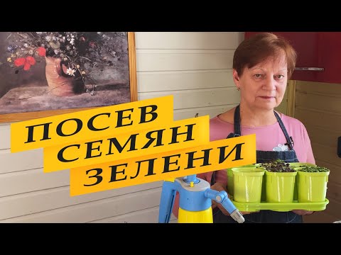 Видео: Посев семян зелени на рассаду. Базилик - поэтапно.