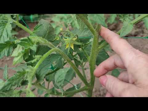 Видео: ПАСИНКУВАННЯ,  ФОРМУВАННЯ  КУЩІВ ТОМАТІВ