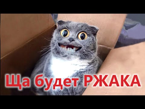 Видео: Смешные коты с ОЗВУЧКОЙ! Приколы с котами! СМЕШНЫЕ ЖИВОТНЫЕ 2022 – Доми шоу
