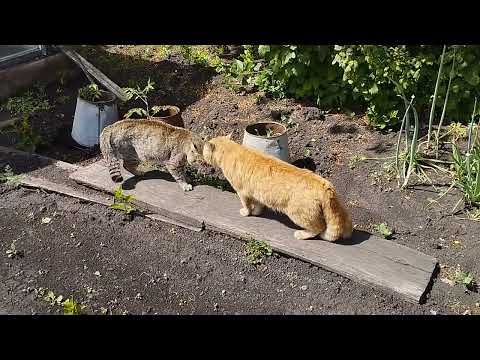 Видео: сначало это , потом они друг друга рвали , но победил марсик . #кот #подпишись