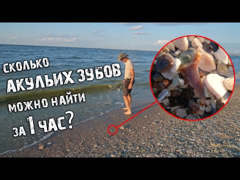 Видео: Сколько АКУЛЬИХ ЗУБОВ можно найти за 1 ЧАС?| Акулы МЕЛОВОГО периода