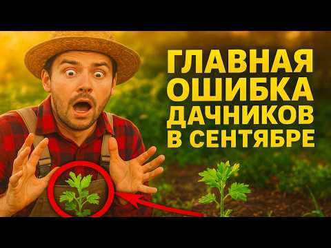 Видео: Главная ОШИБКА дачников в сентябре 🍂 Как выбрать сидераты, чтобы земля отдыхала, а не умирала.