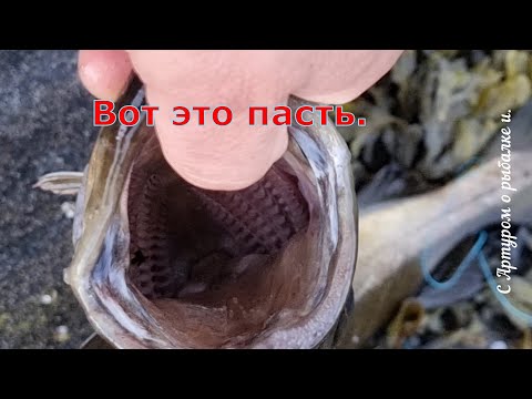 Видео: Сходная рыбалка в Норвегии