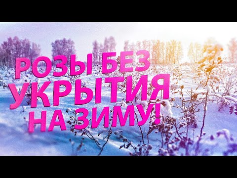 Видео: КОГДА УБИРАТЬ УКРЫТИЕ С РОЗ ВЕСНОЙ?