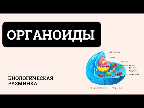 Видео: Органоиды