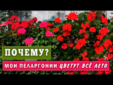 Видео: ПЕЛАРГОНИИ цветут все лето. Когда   будем убирать на зиму?