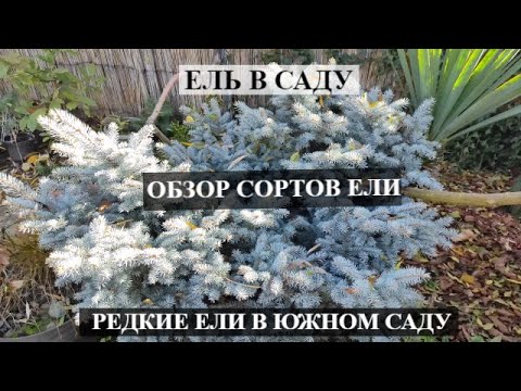 Видео: ЕЛЬ В САДУ | Мои редкие Ели | Как пережили ЛЕТО В ЮЖНОМ САДУ | ОБЗОР САДА 2021