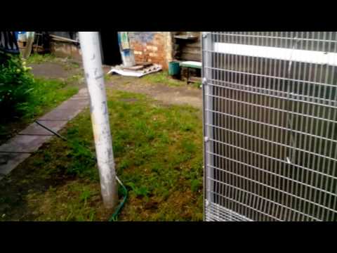 Видео: У Борисыча! Голуби -Пермские гривуны.