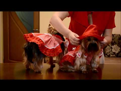 Видео: Пошив удобной и  качественной одежды для собачек!  Мои модели  йорки Юнона и Бонита.  Выпуск № 6