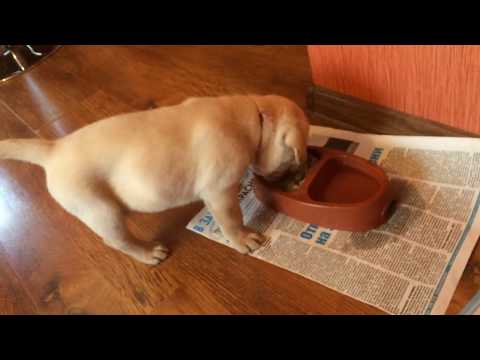 Видео: Дикси первые дни дома! Щенок лабрадора.