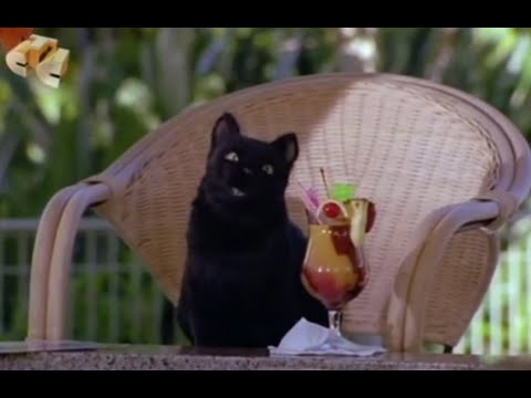 Видео: Кот Сэйлем на море. Сабрина - маленькая ведьма.