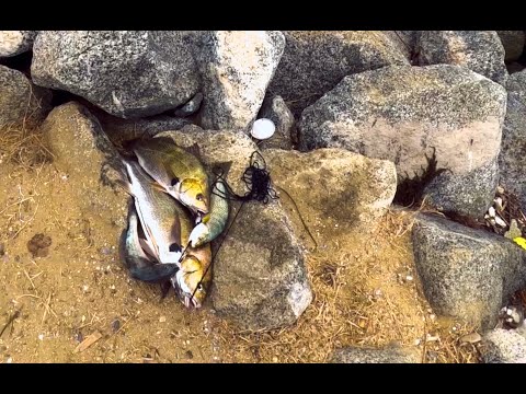 Видео: Корбина и горбыль ловят рыбу на пристани Лонг-Бич