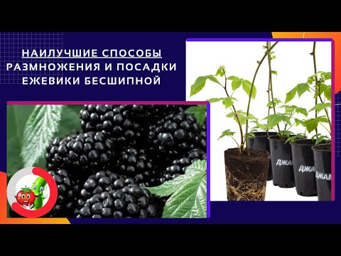 Видео: Наилучшие способы размножения и посадки ежевики бесшипной.