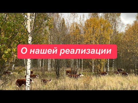 Видео: О реализации в нашем хозяйстве #герефорд #мяснойскот#откорм #бык #покупка#продажа #ферма #реализация