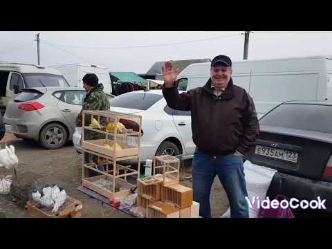 Видео: Ярмарка Кропоткин 25.12.22 Птичий рынок ,предновогодний обзор !