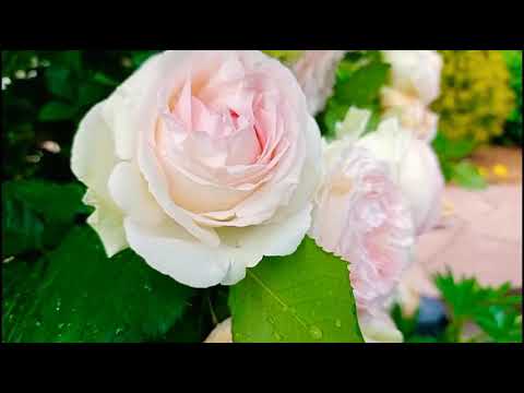 Видео: РОЗЫ СПЛОШНОЕ  РАЗОЧАРОВАНИЕ... ВЫБРАСЫВАЮ? Что с погодой 😱