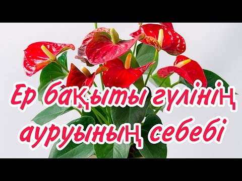 Видео: Ер бақыты гүлінің жапырақтарында дақтар не себепті пайда болады?#үйгүлдері #гүл#ербақытыгүлі