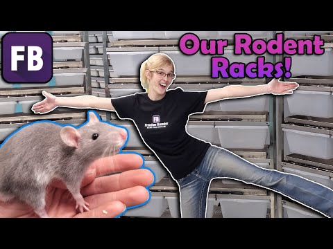 Видео: Наша установка по разведению грызунов!