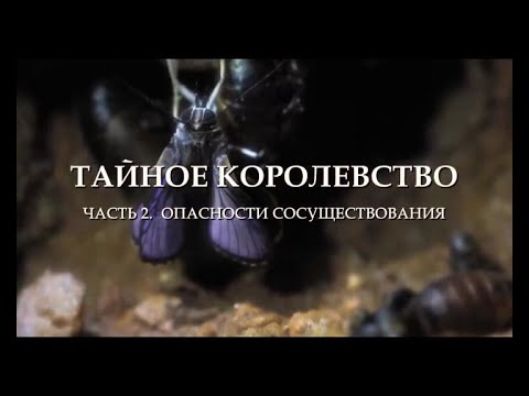 Видео: "Тайное королевство: Опасности сосуществования. Серия 2"