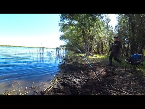 Видео: ОНИ ГНУТ КАК КРОКОДИЛЫ! НЕ ОТПУСКАЮТ ДОМОЙ! ВОТ ЭТО ЖОР! РЫБАЛКА НА ДОНКИ С БЕРЕГА НА ДИКОЙ РЕКЕ