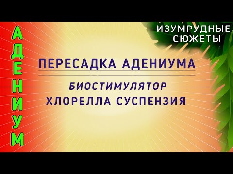 Видео: Адениум ПЕРЕСАДКА.  Биостимулятор Хлорелла Суспензия.