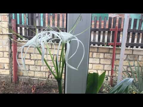 Видео: Цветы в доме. Гименокаллис.