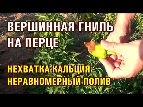 Видео: ВЕРШИННАЯ ГНИЛЬ НА ПЕРЦЕ, НЕХВАТКА КАЛЬЦИЯ У ПЕРЦА (18-07-2019)