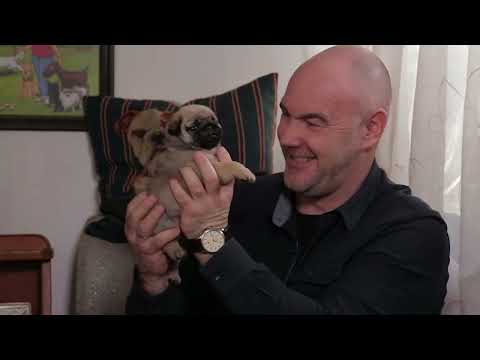 Видео: Мопс