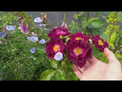 Видео: РОЗЫ готовятся НА ВЫХОД! #плохиерозы