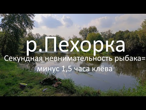 Видео: р. Пехорка или Секундная невнимательность рыбака=минус 1.5 часа клёва