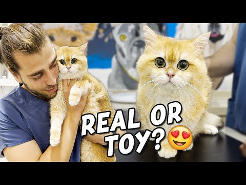 Видео: Самый милый кот на свете! (Самая очаровательная кошачья мордашка)