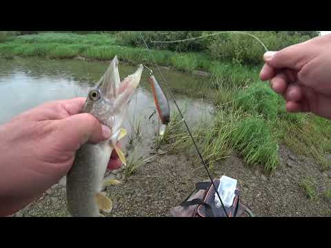 Видео: Спиннинг на реке Обь в начале августа 2025