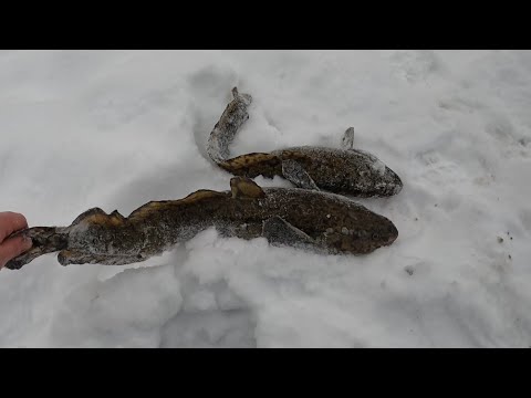 Видео: Рыбалка на налима зимой.Рыбалка на тычки(палки)