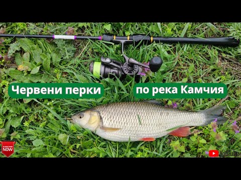 Видео: Червени перки по река Камчия!