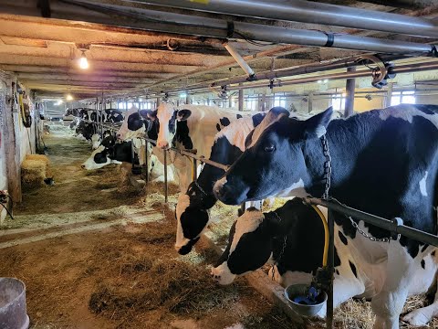 Видео: Коровы вернулись, пора приступать к ежедневным зимним работам!