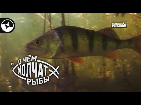 Видео: Что такое термоклин | О чем молчат рыбы