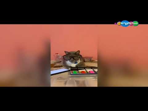 Видео: котинет 2 сезон 6 серия карусель(13.03.2016)