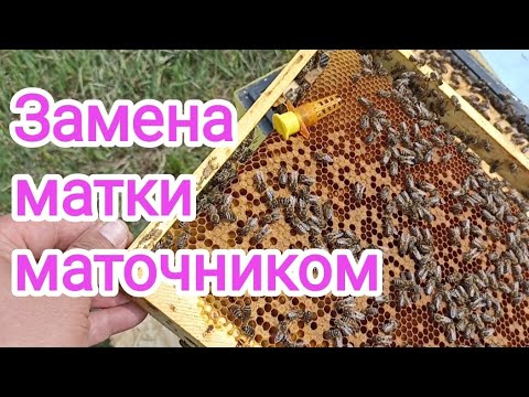 Видео: Замена маток в злых семьях, без поиска матки. Экспериментальное пчеловодство!