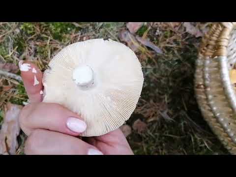 Видео: 14.09.2025г. Первый похоть за грибами🍄‍🟫. Отлично отдохнули! 