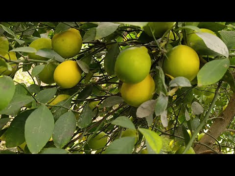 Видео: Лимон ташкари кандай фойда килса булади иссикхонада