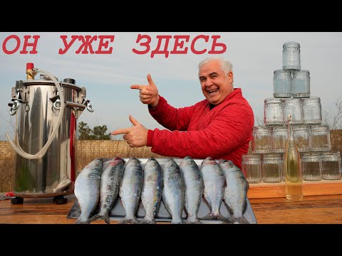 Видео: СЕЛЁДКА в МАСЛЕ в НОВОМ АВТОКЛАВЕ. ENG SUB