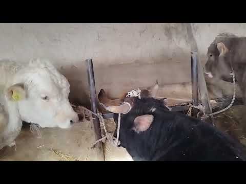 Видео: таңжарық стиль бұқа бордақлау паида зиан