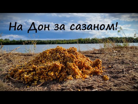 Видео: Ловля сазана на Дону. Осень 2023.