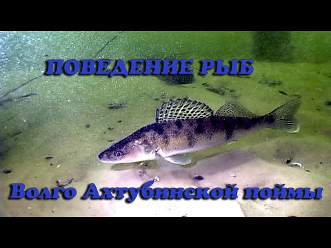 Видео: Поведение рыб Волго Ахтубинской поймы