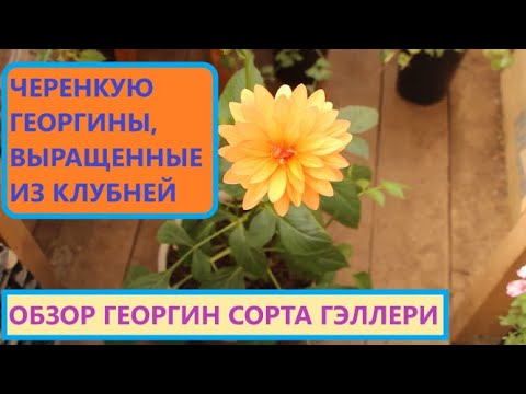 Видео: Пора черенковать георгины. Клубни проращивала в феврале - Уже цветут.