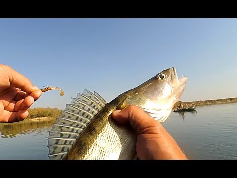 Видео: СУДАК и БЕРШ на каждой проводке! Рыбалка на ОТВОДНОЙ ПОВОДОК на Оке!