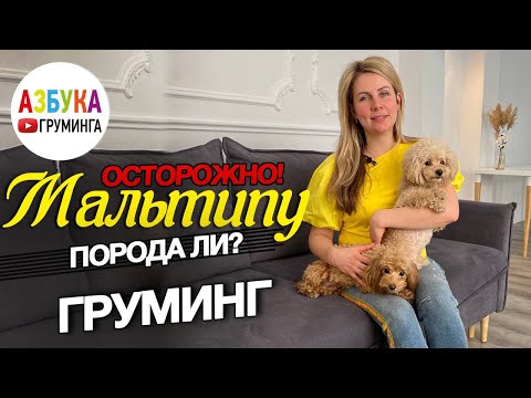 Видео: Порода МАЛЬТИПУ!? - груминг, выбор, дань моде