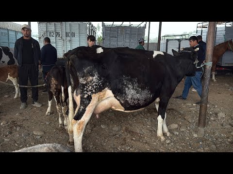 Видео: МОЛБОЗОРИ ПАХТАОБОД РЕГАР НАРХИ ГОВИ ШИРТЕ ВА БУГОЗ 28 октября 2025 г.
