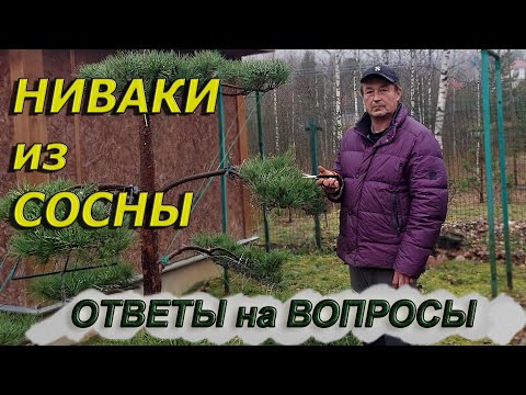 Видео: НИВАКИ из СОСНЫ  Ответы на вопросы